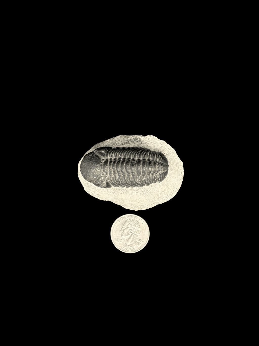450 Million Years Old Trilobite South East Morocco