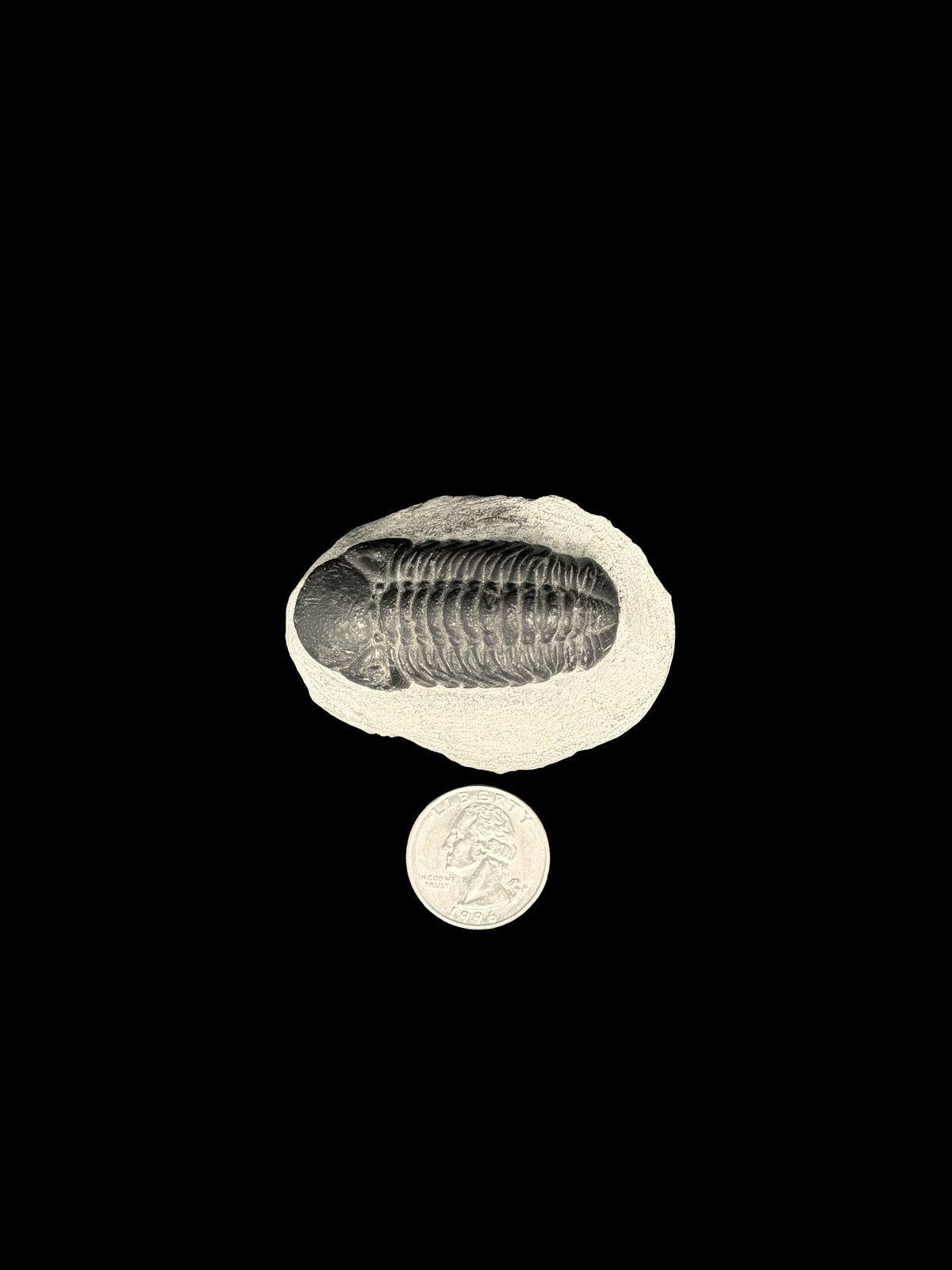 450 Million Years Old Trilobite South East Morocco