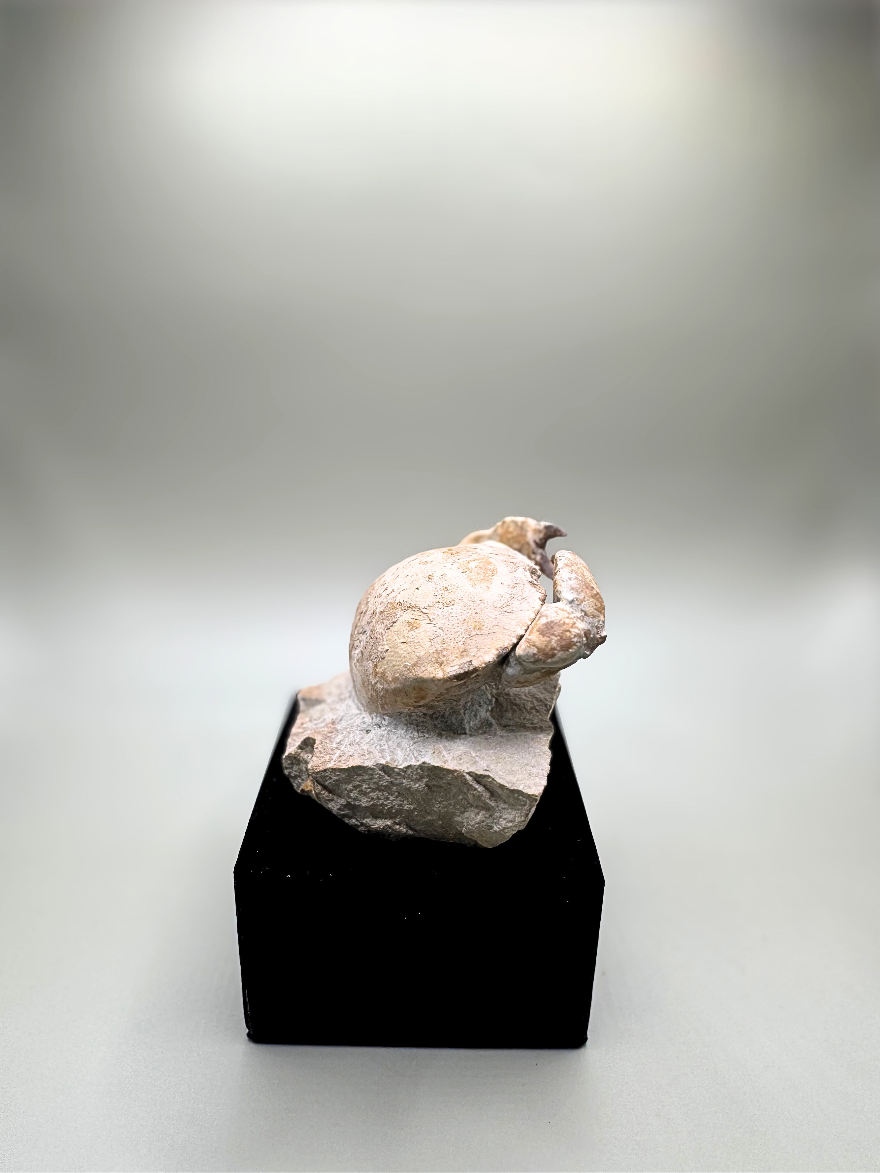 Crab fossil
