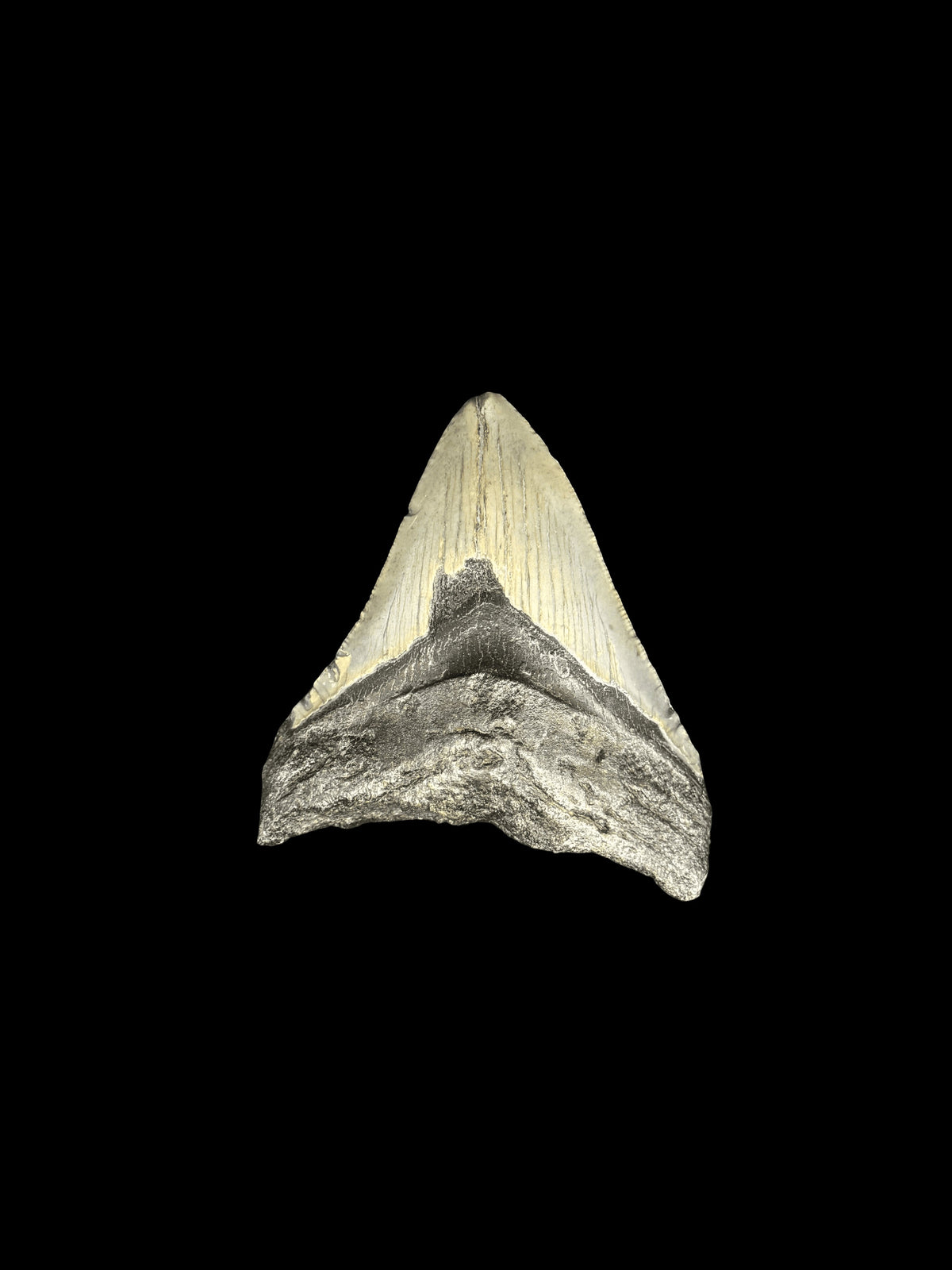 3”1/2” Megalodon Tooth