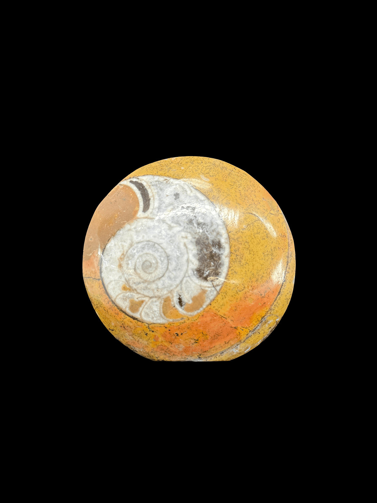 Ammonite Erfud, Morocco