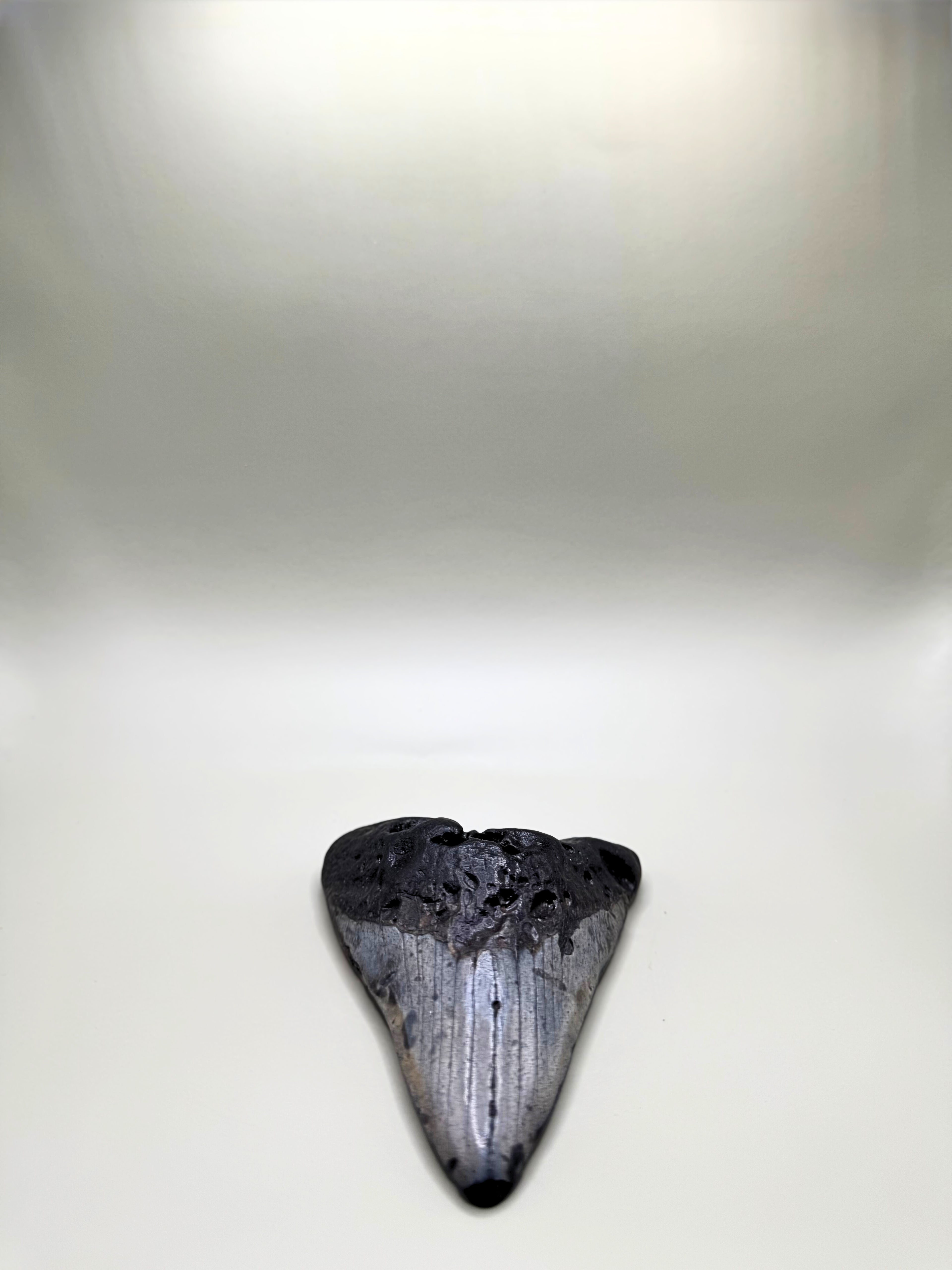 Megalodon tooth