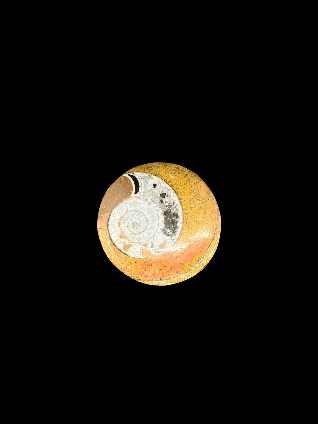Ammonite Erfud, Morocco