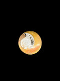 Ammonite Erfud, Morocco