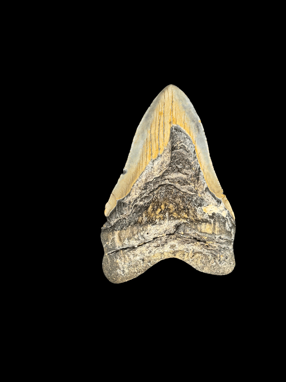 5” Megalodon Tooth