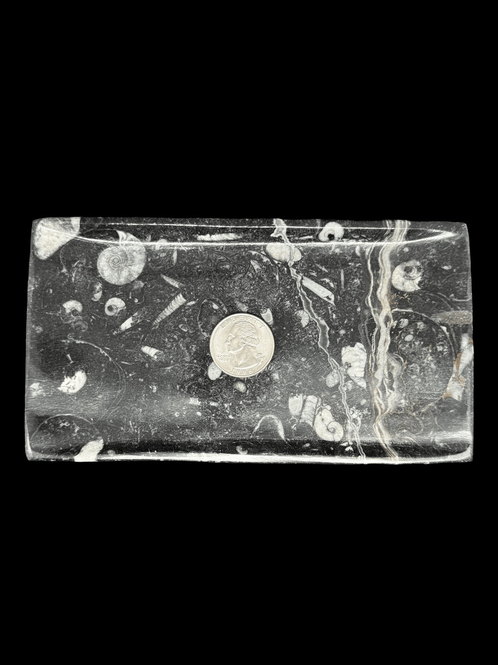 450 Million Years Old Rectangular Fossil Plate