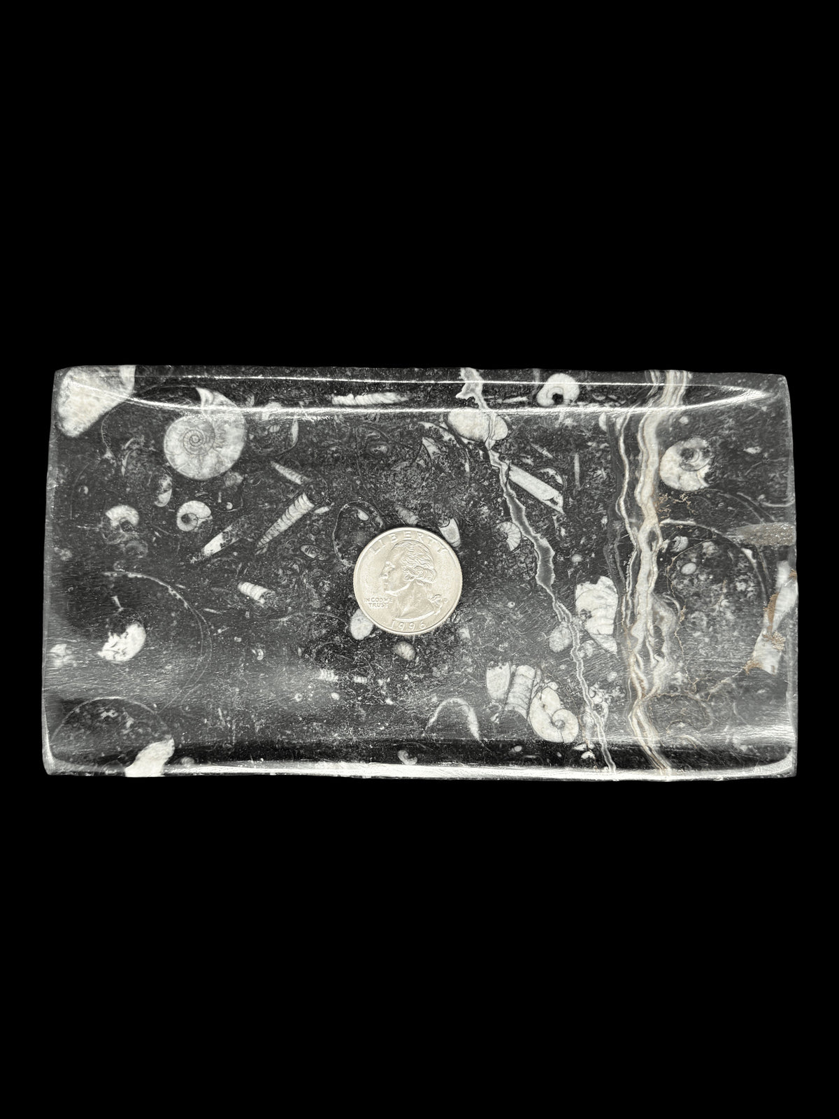 450 Million Years Old Rectangular Fossil Plate