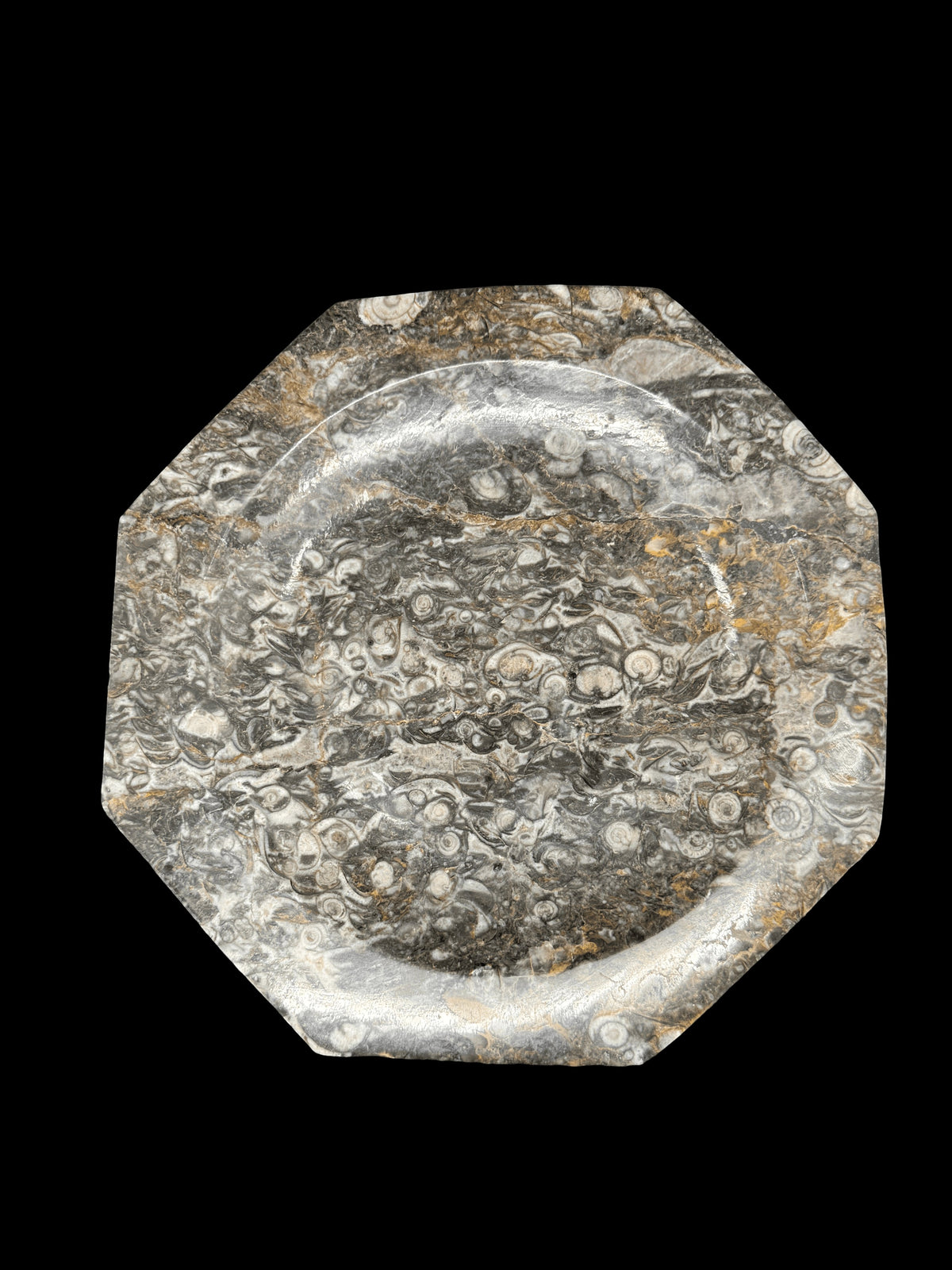 450 Million Years Old Fossil Plate