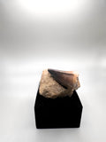 MOSASAURUS TOOTH