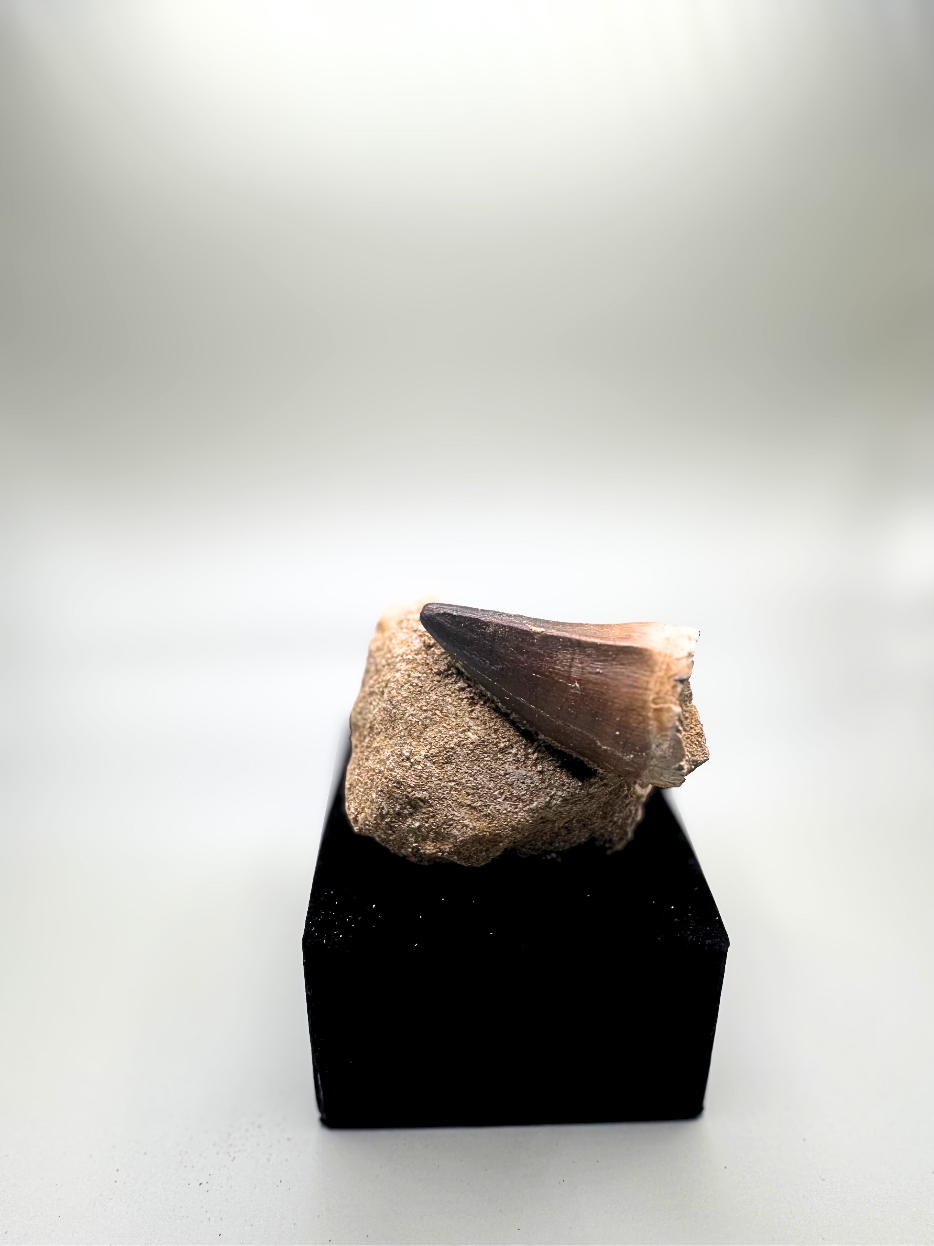 Mosasaurus tooth