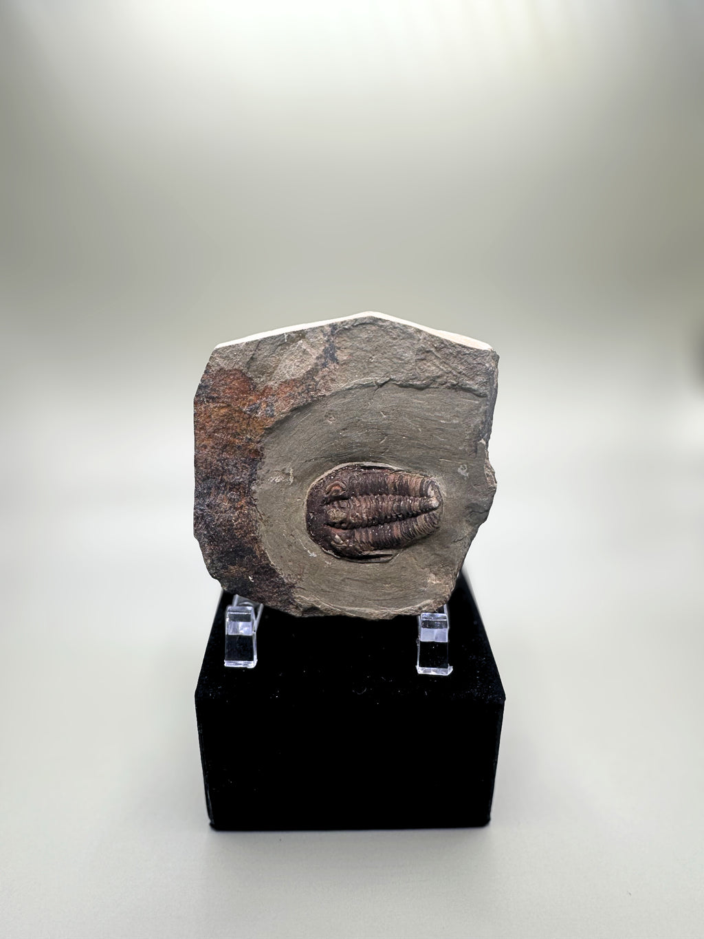 Trilobite