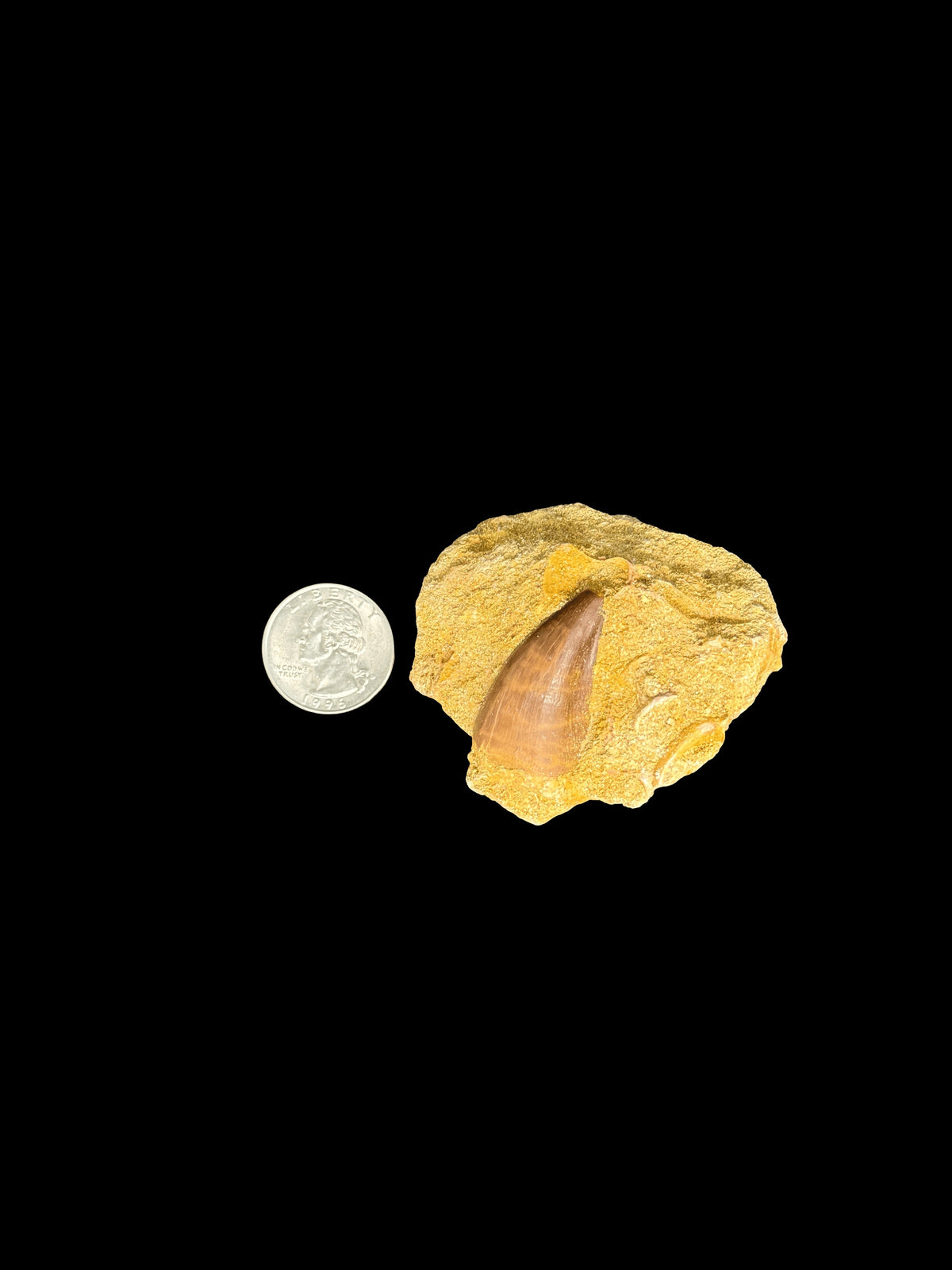 Reptile Mosasaur Teeth