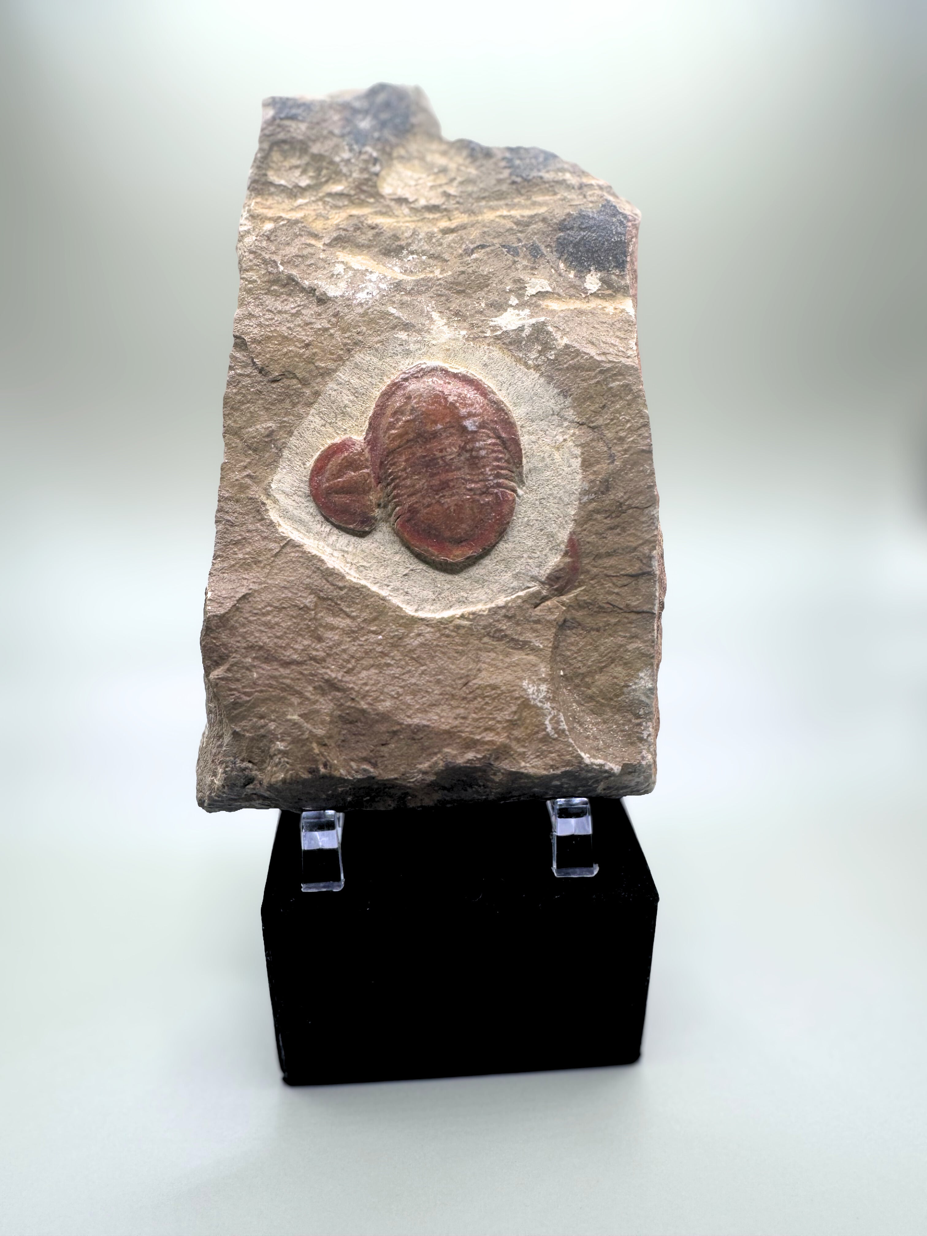 Trilobite