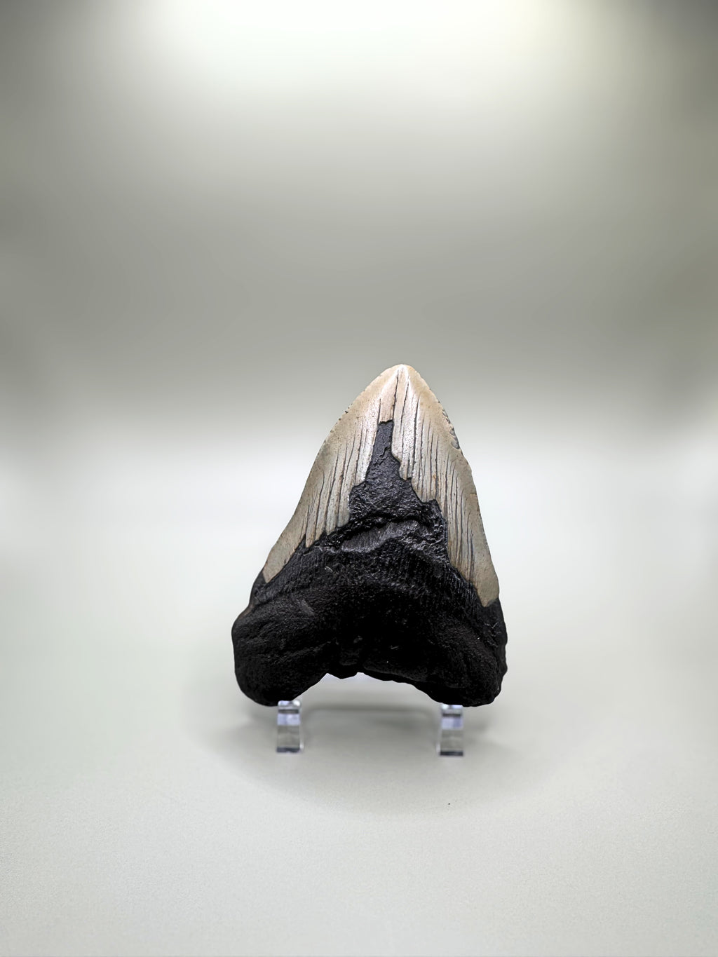Megalodon tooth