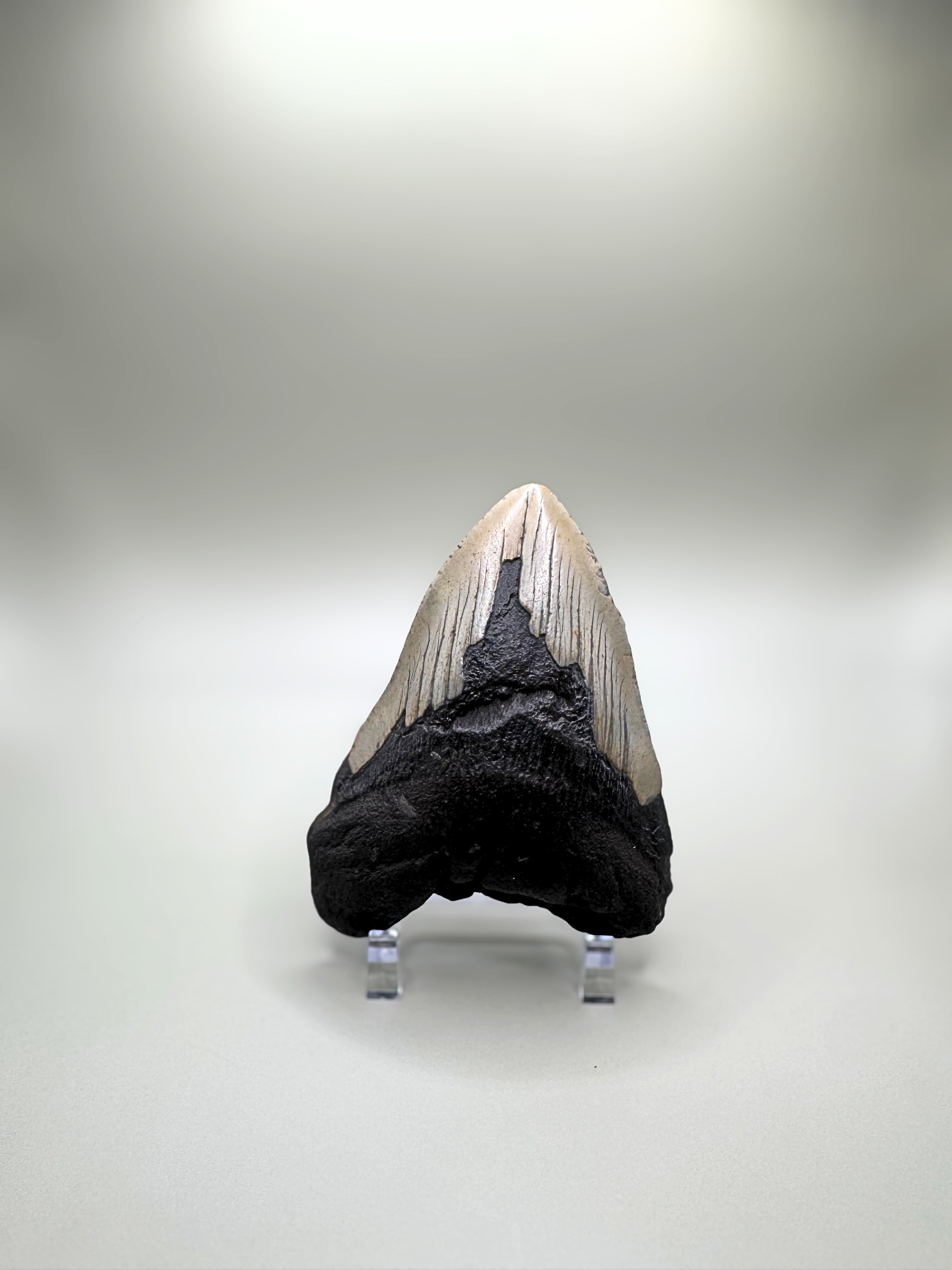 Megalodon tooth