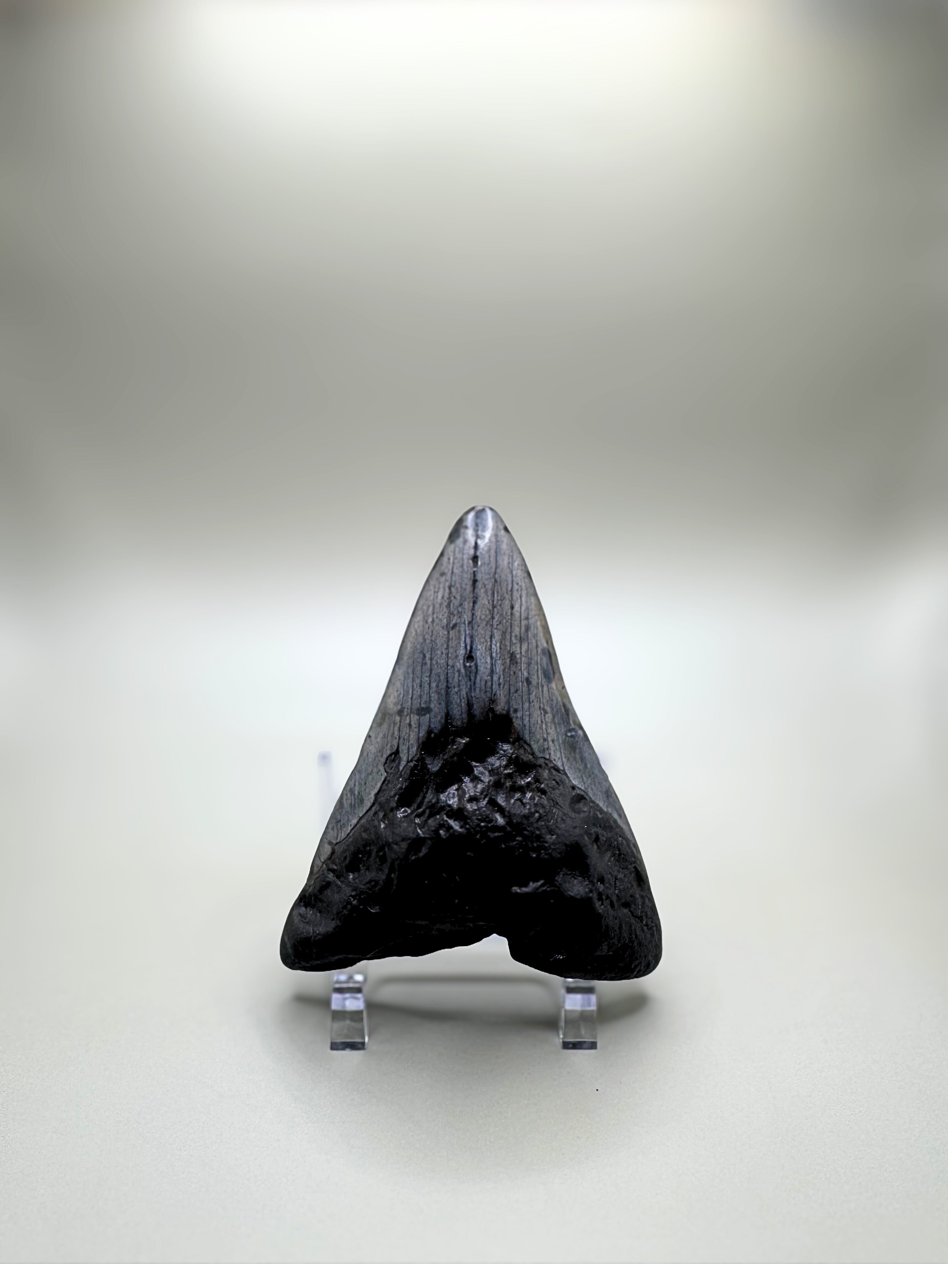 Megalodon tooth
