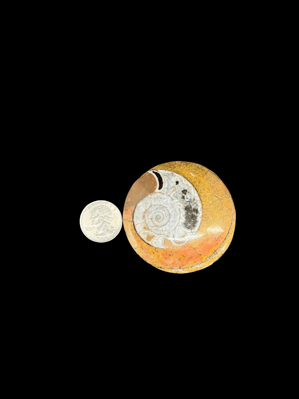 Ammonite Erfud, Morocco