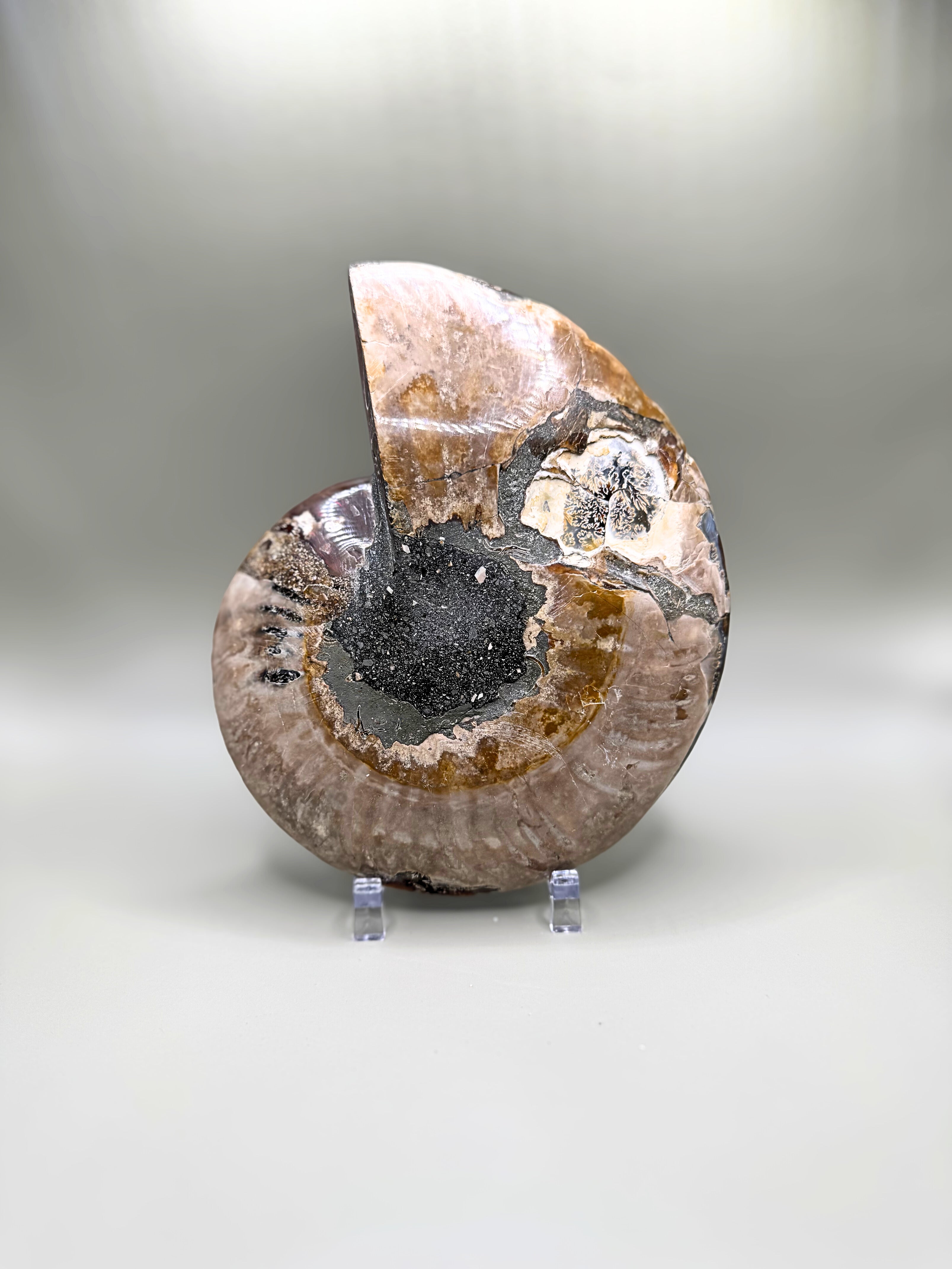 Madagascar Ammonite