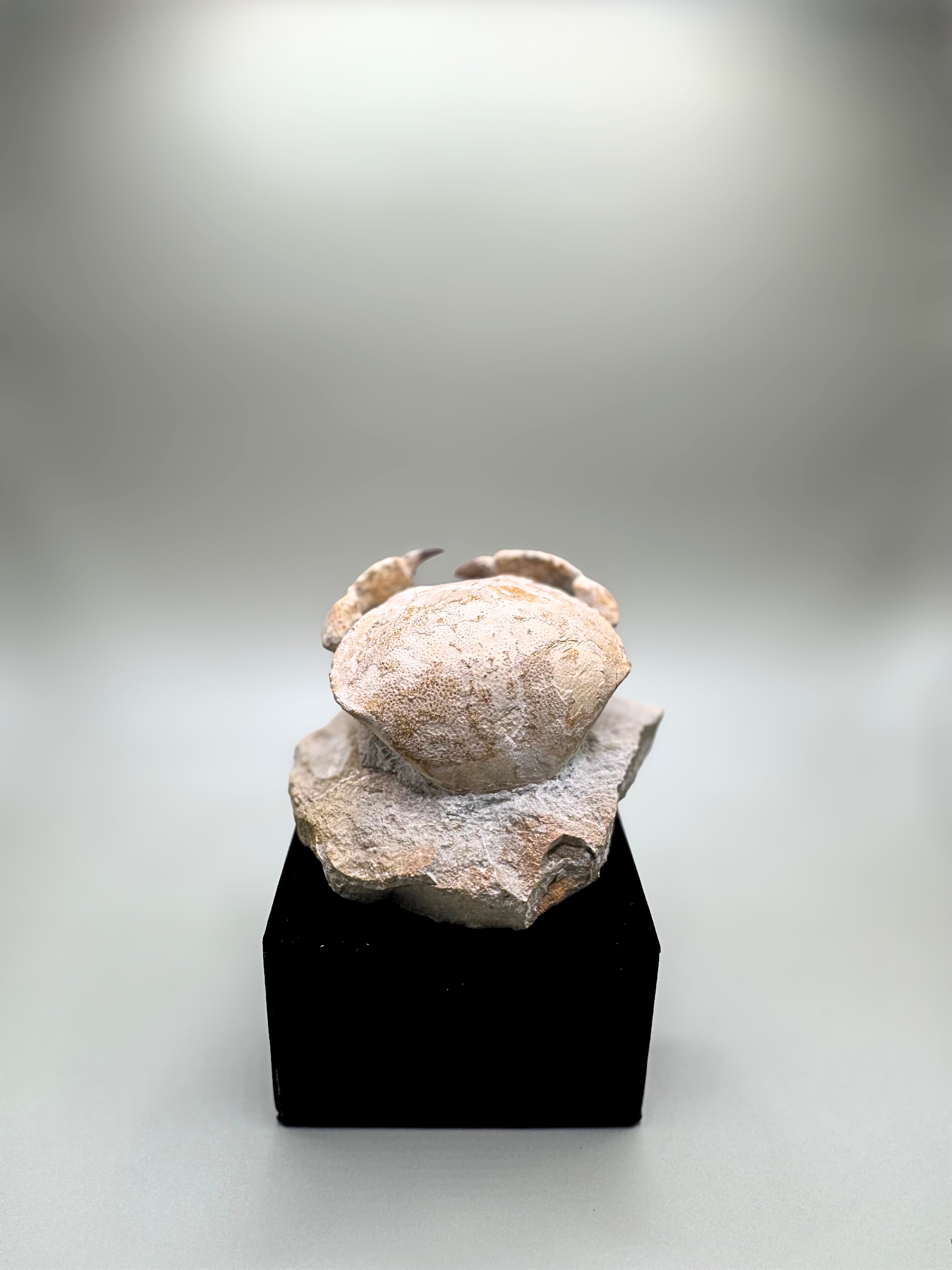 Crab fossil