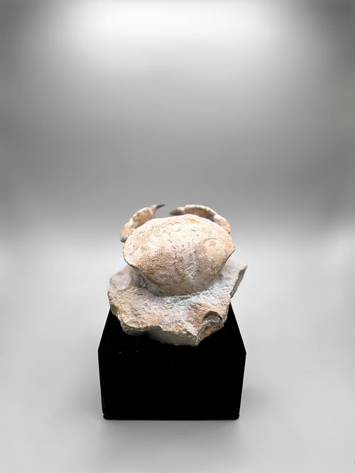 CRAB FOSSIL