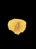 Reptile Mosasaur Teeth