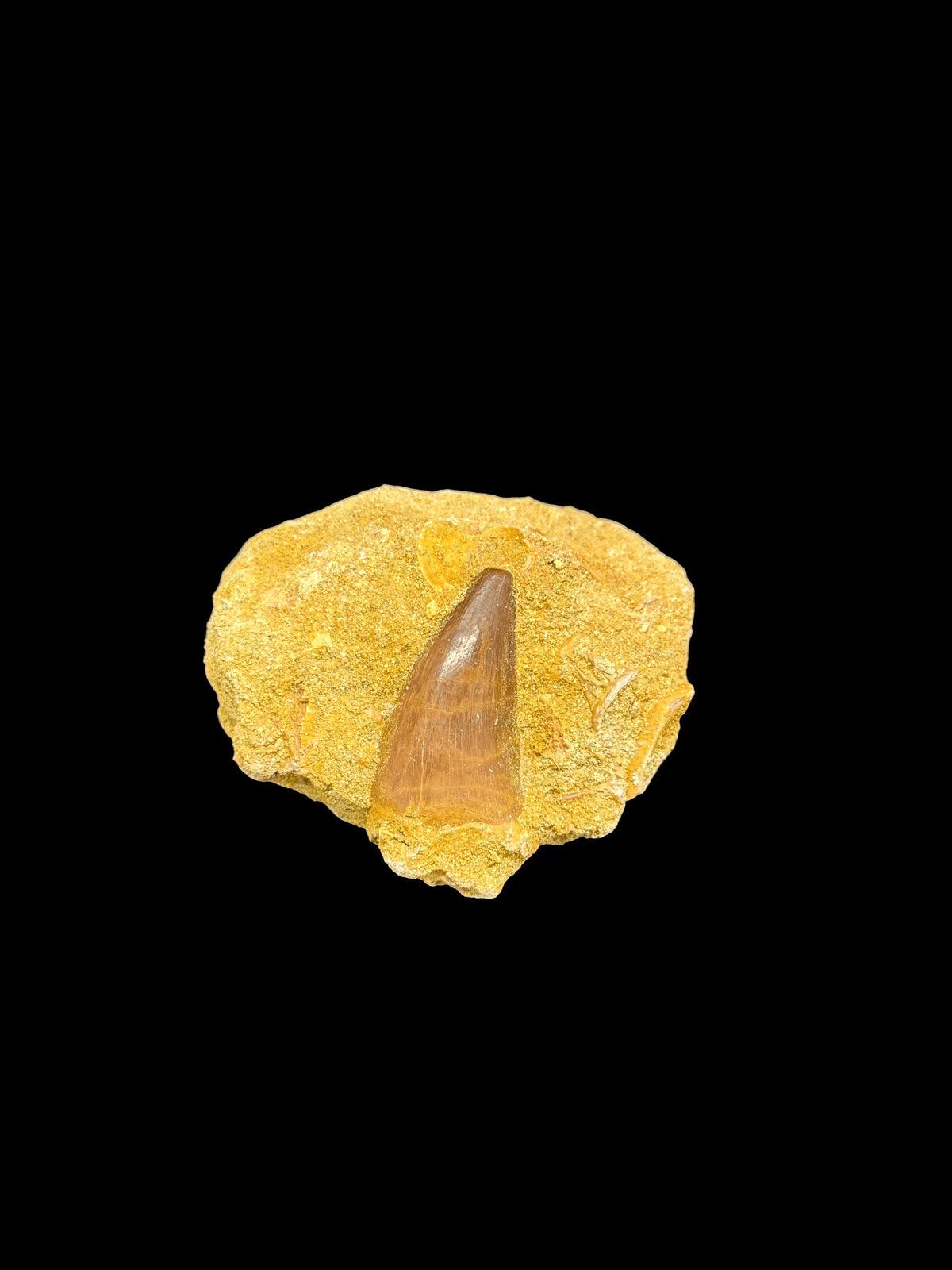 Reptile Mosasaur Teeth