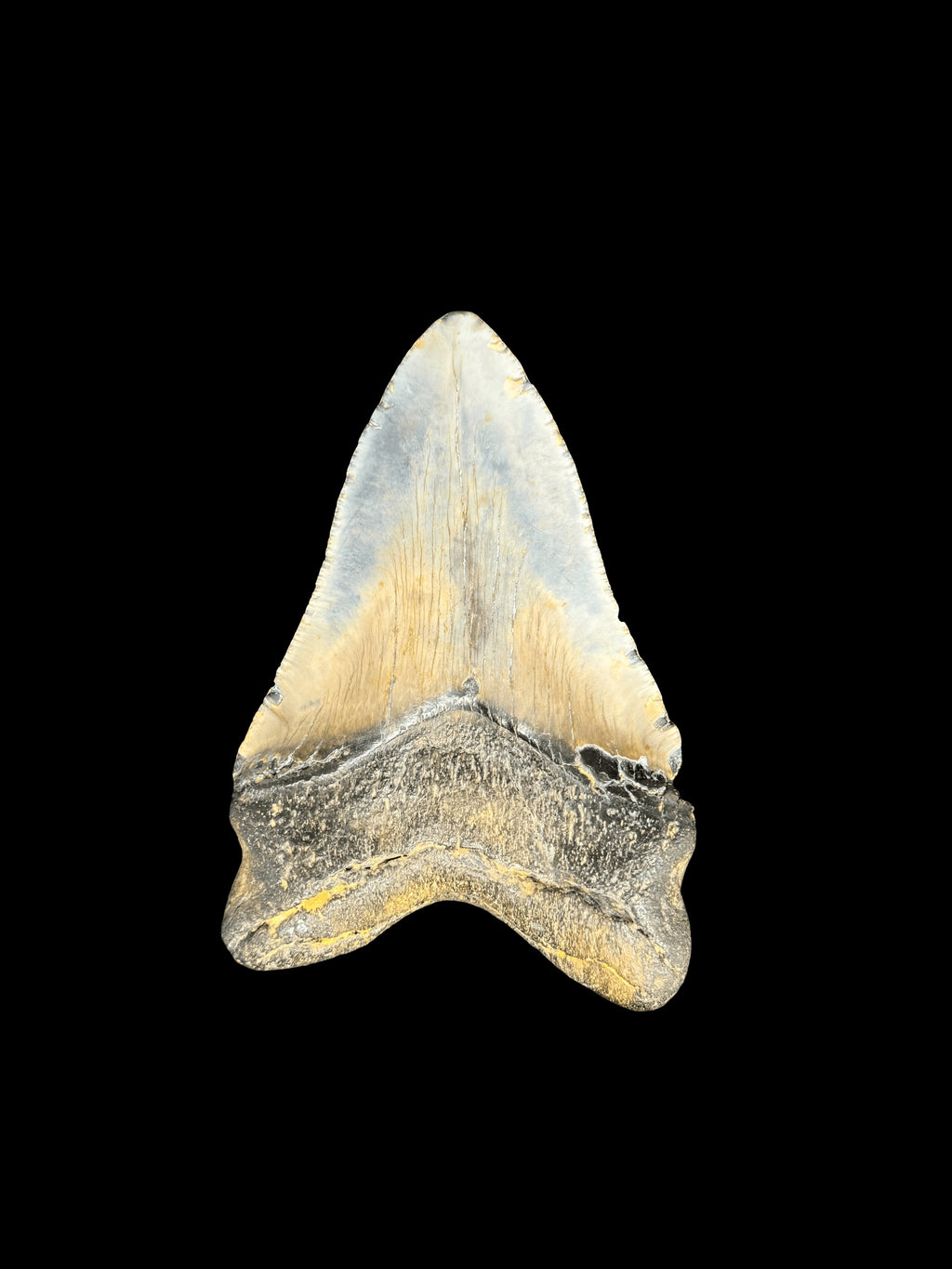 5” Megalodon Tooth