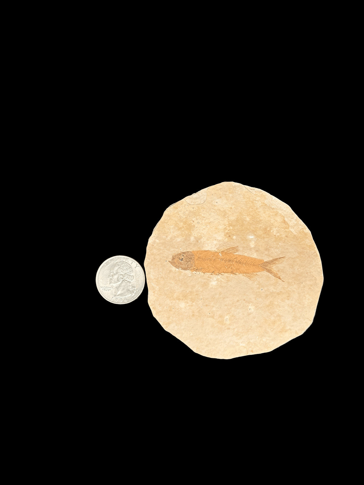Diplomystus Dentatus Fish Fossil