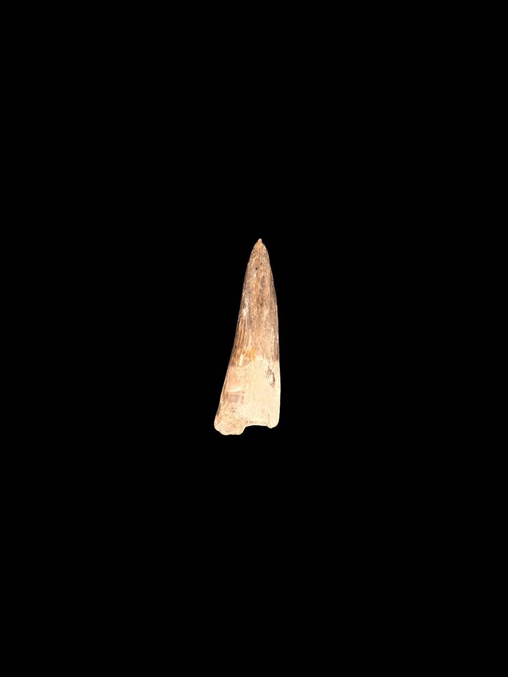 2”3/8” Spinosaurus Maroccanus
