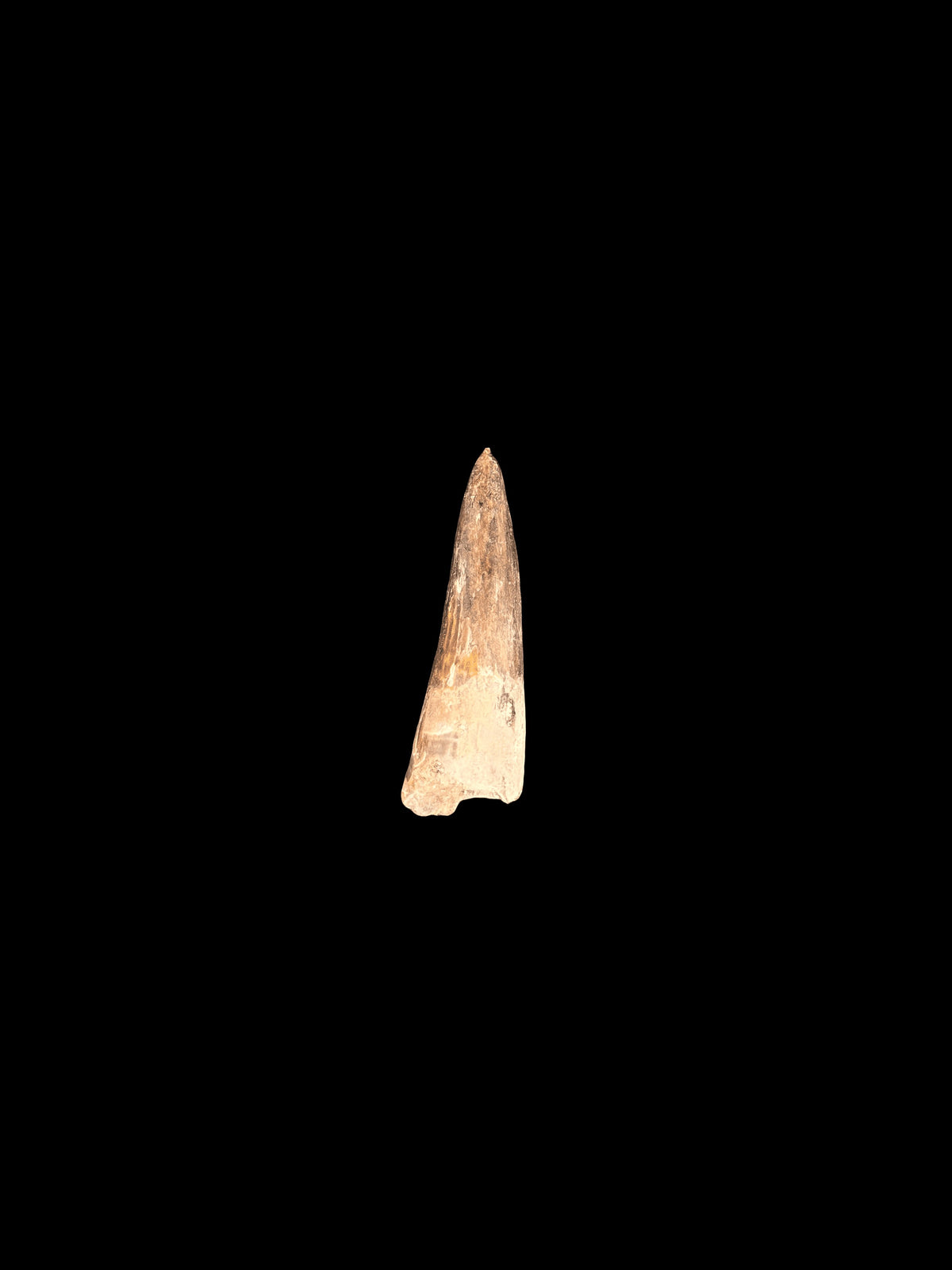 2”3/8” Spinosaurus Maroccanus