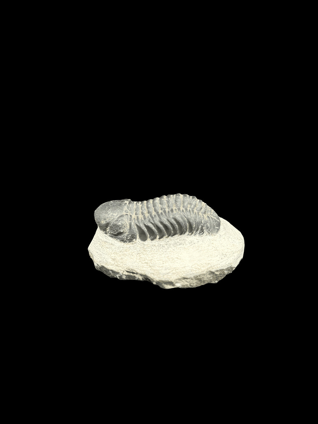 450 Million Years Old Trilobite South East Morocco