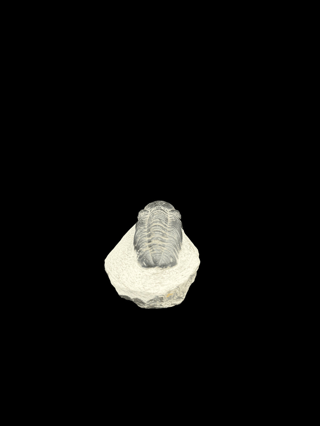 450 Million Years Old Trilobite South East Morocco