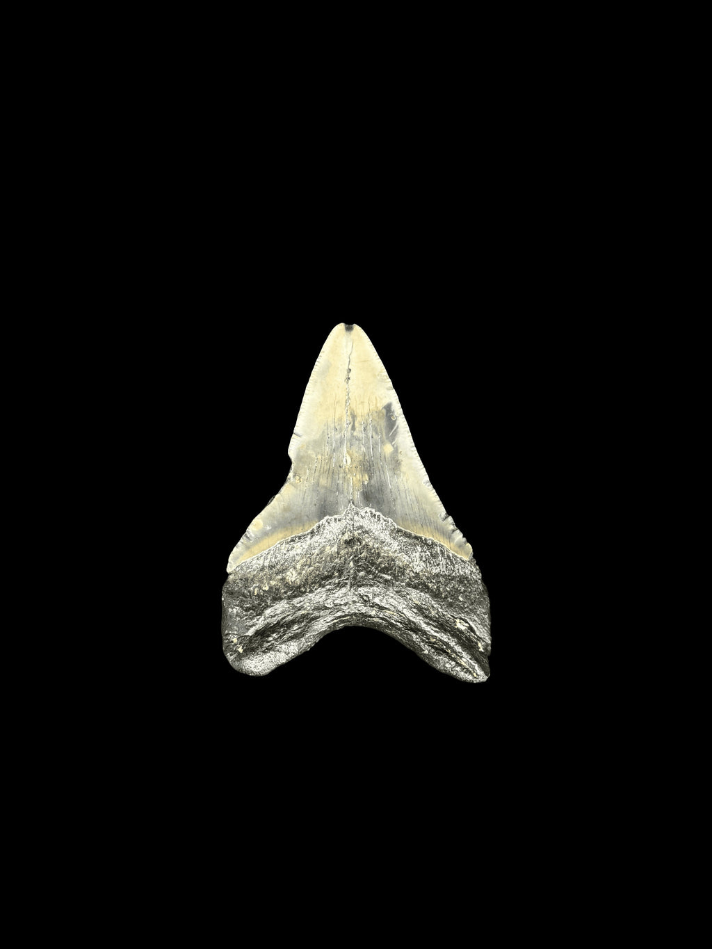 3” Megalodon Tooth