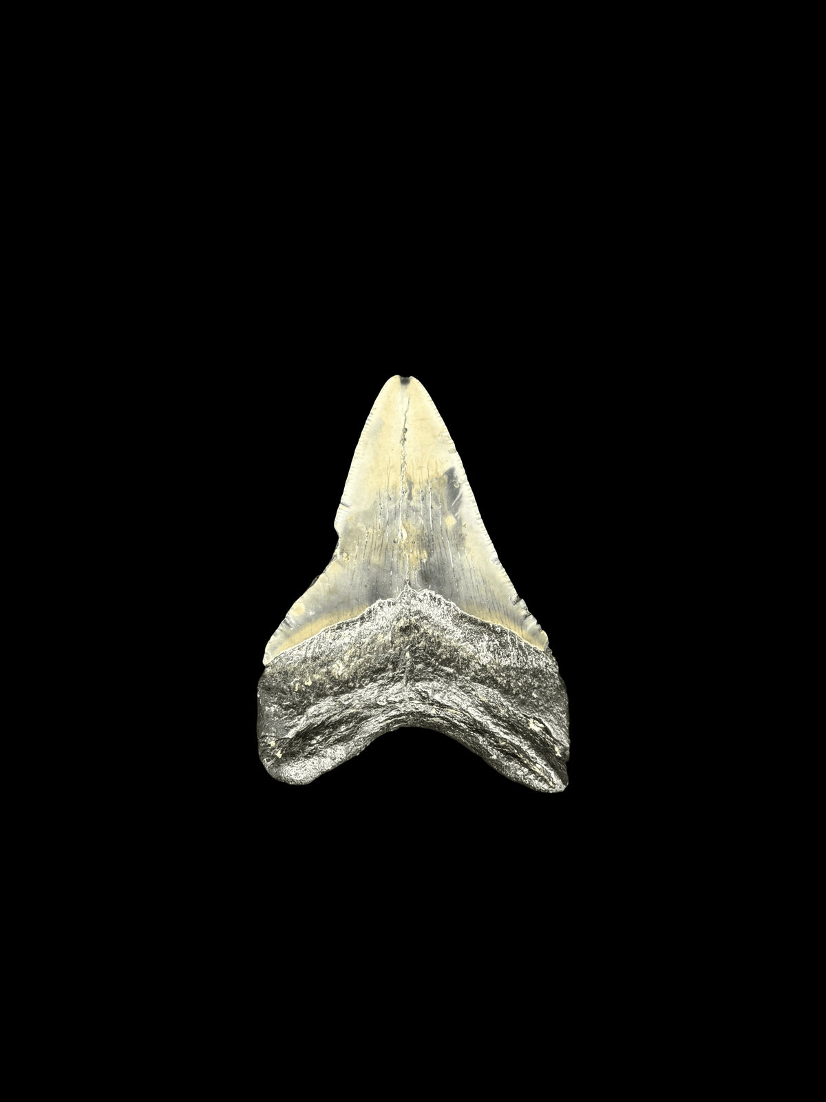 3” Megalodon Tooth