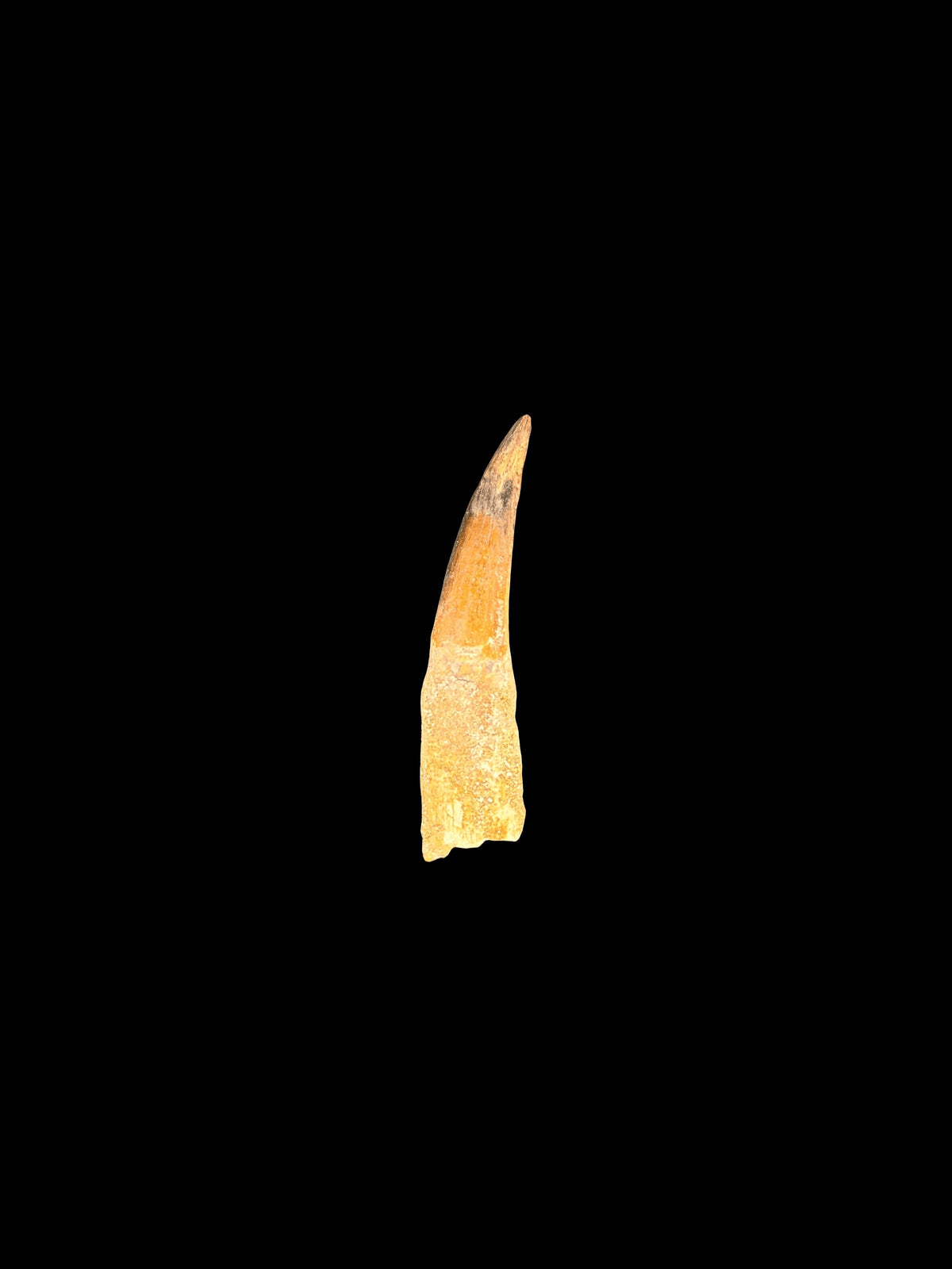3”1/2” Spinosaurus Maroccanus Tooth