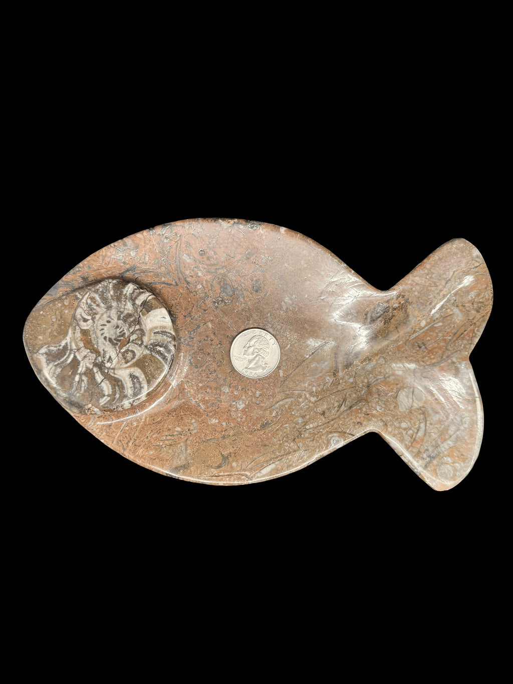 450 Million Years Old Fish Fossil Plate