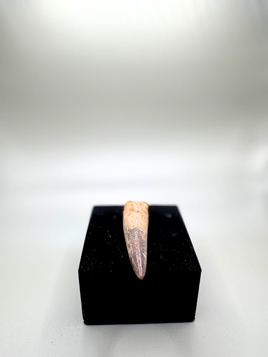 Spinosaurs teeth.