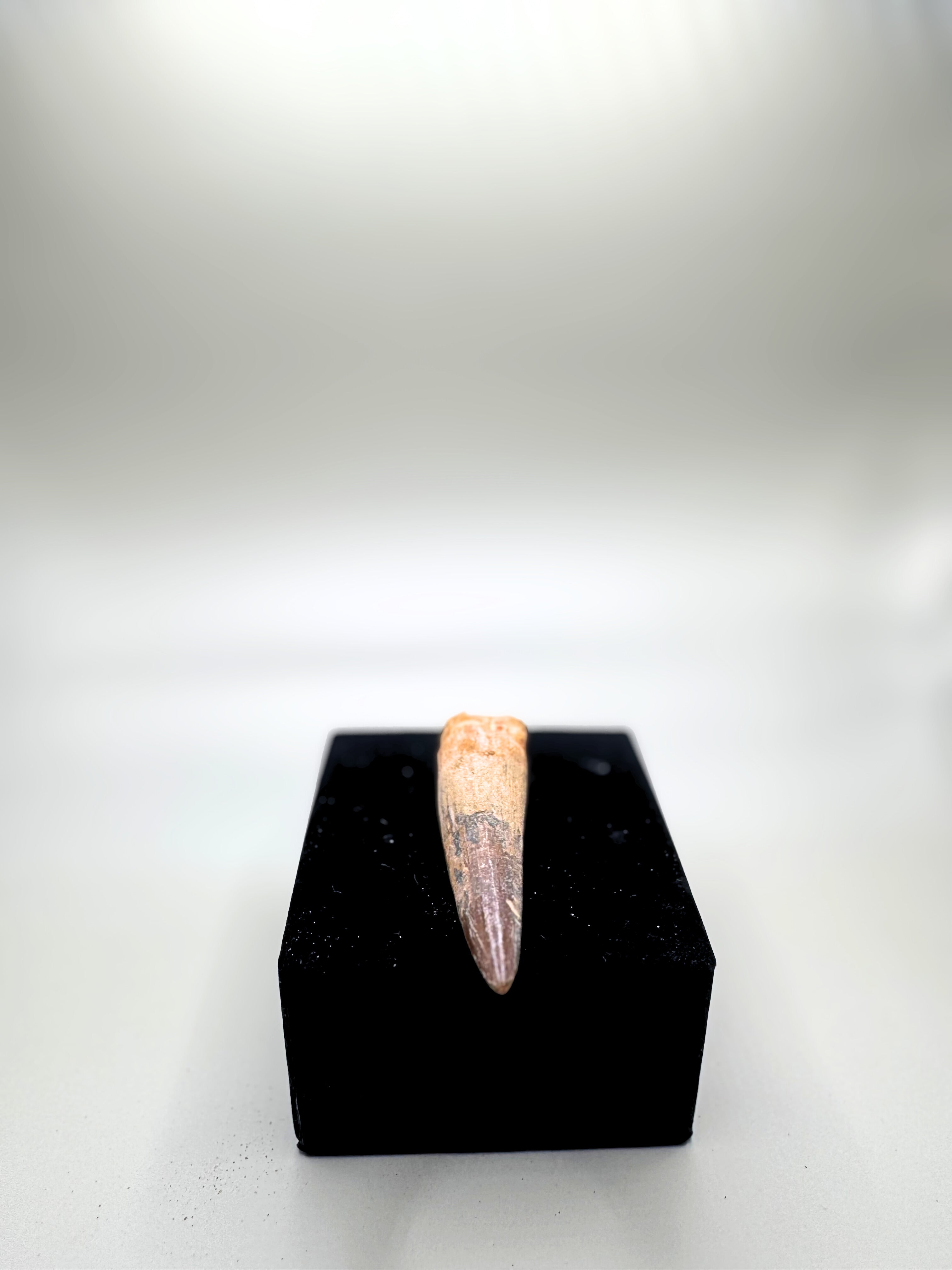 Spinosaurs teeth.