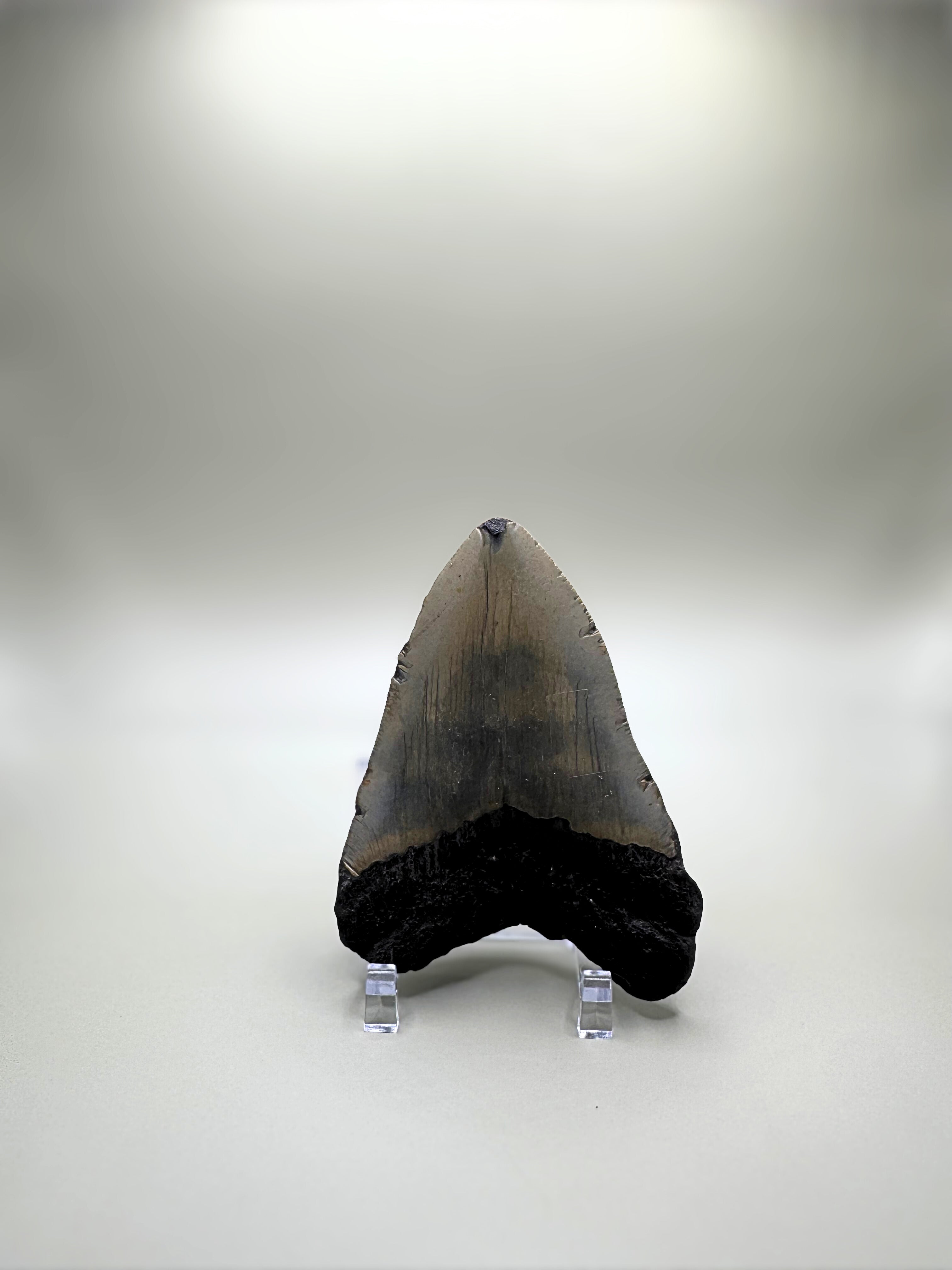 Megalodon tooth