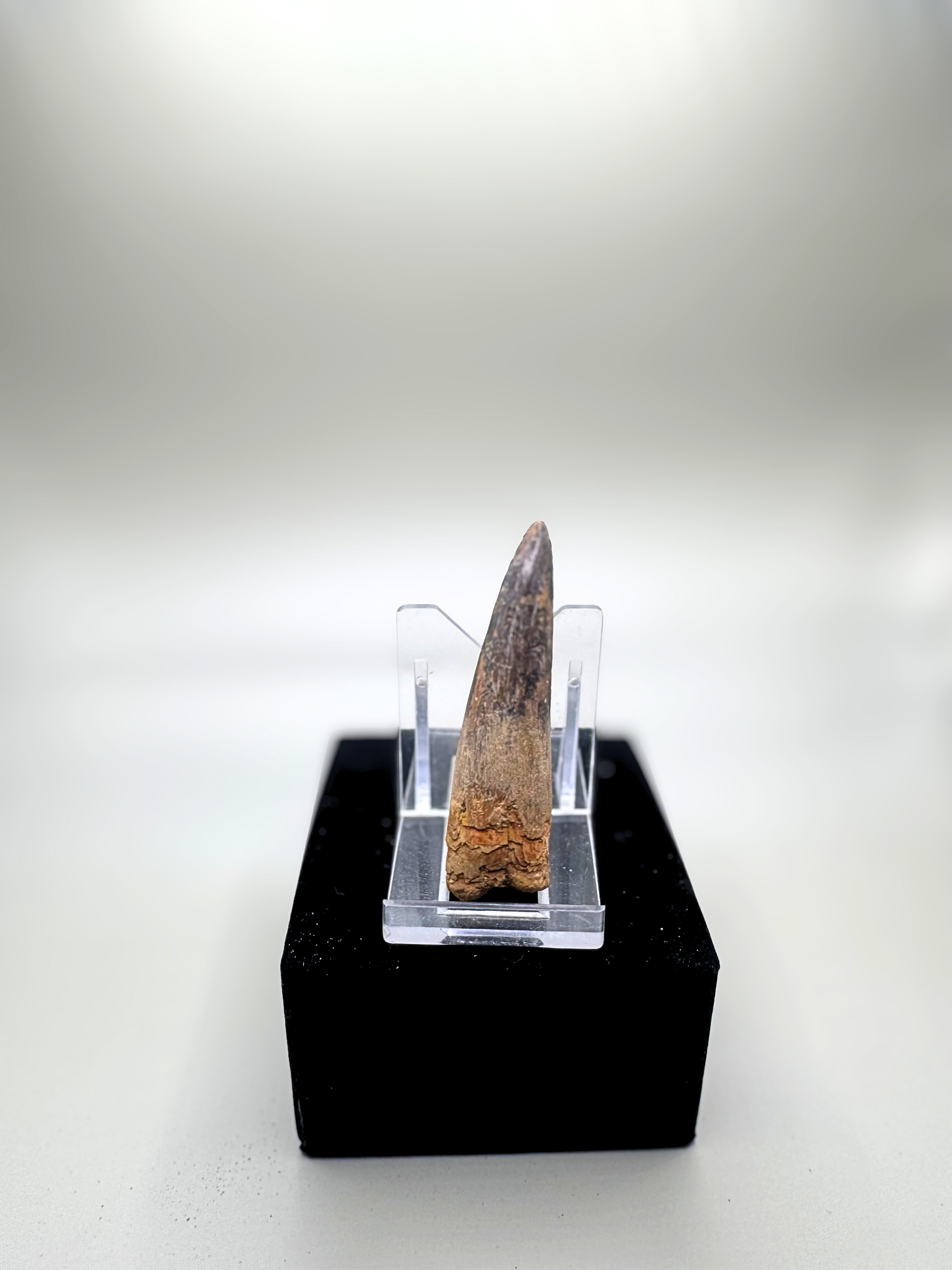 Spinosaurs teeth.