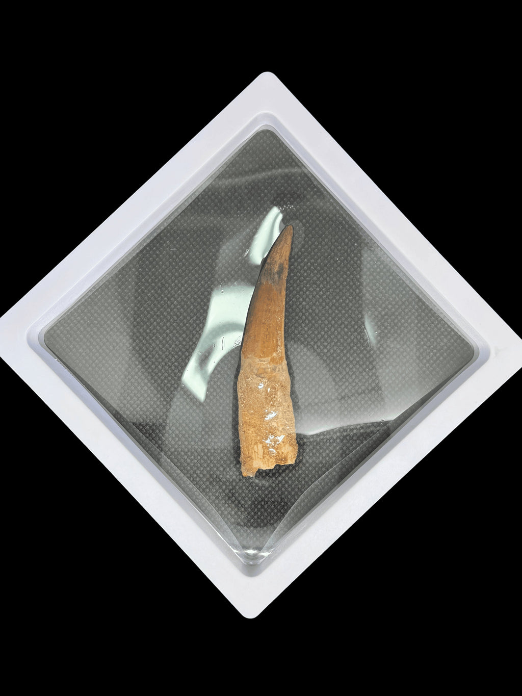 3”1/2” Spinosaurus Maroccanus Tooth