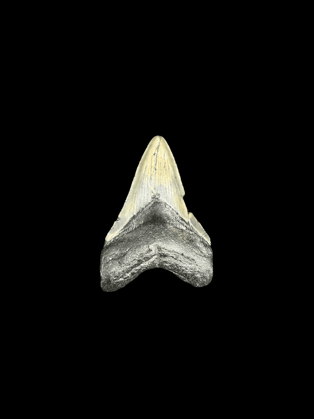 3” Megalodon Tooth