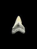 3” Megalodon Tooth