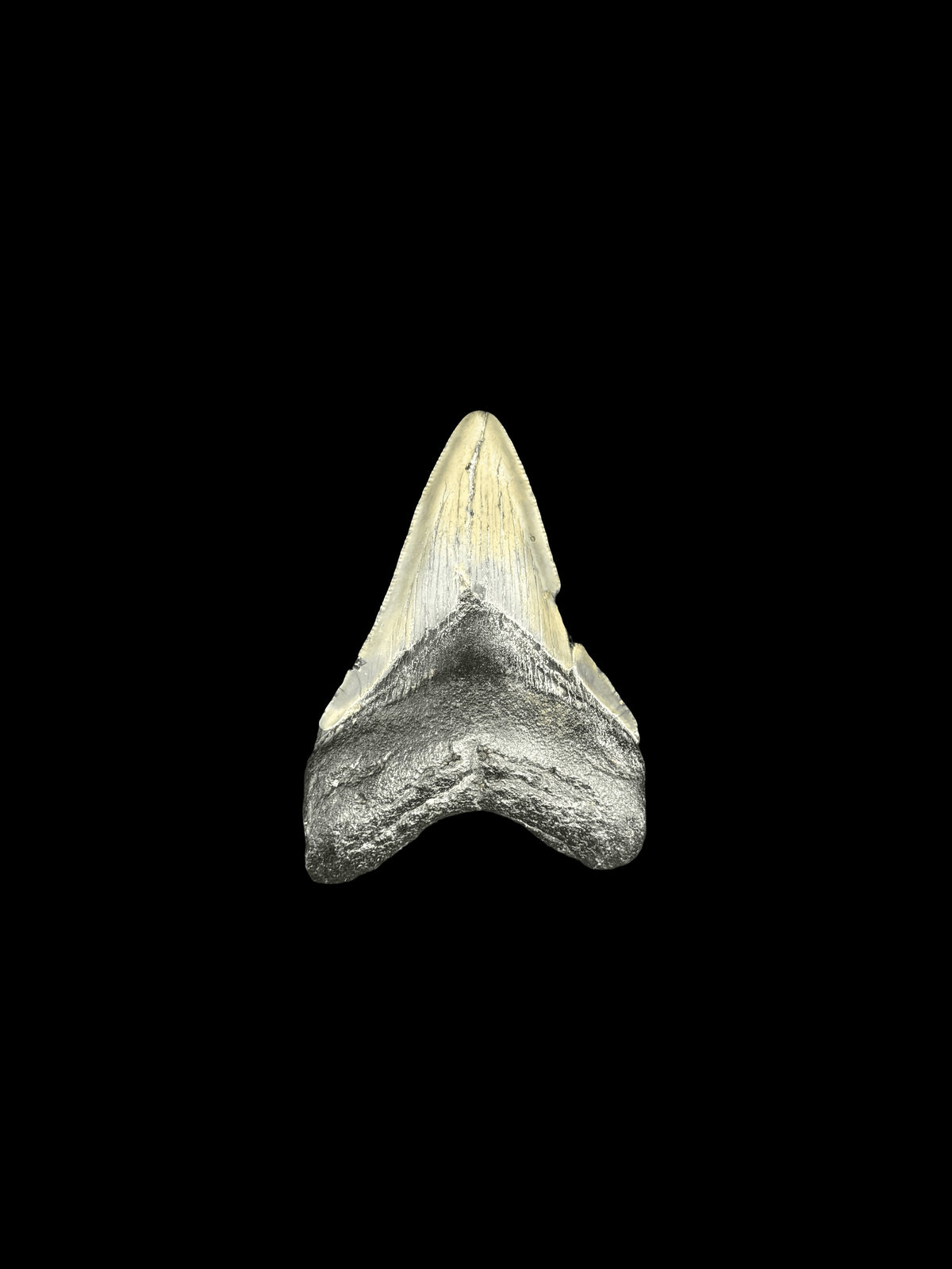 3” Megalodon Tooth