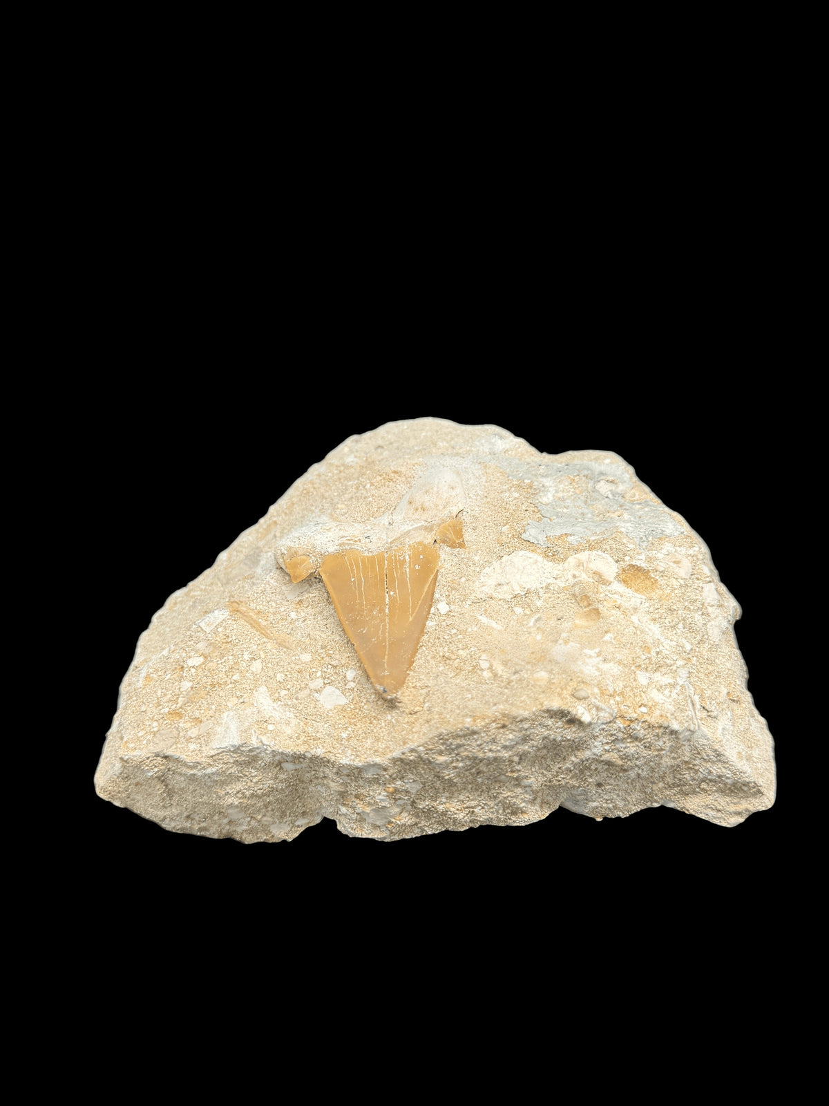 Otodus Obliquus Shark Teeth