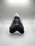 MEGALODON TOOTH