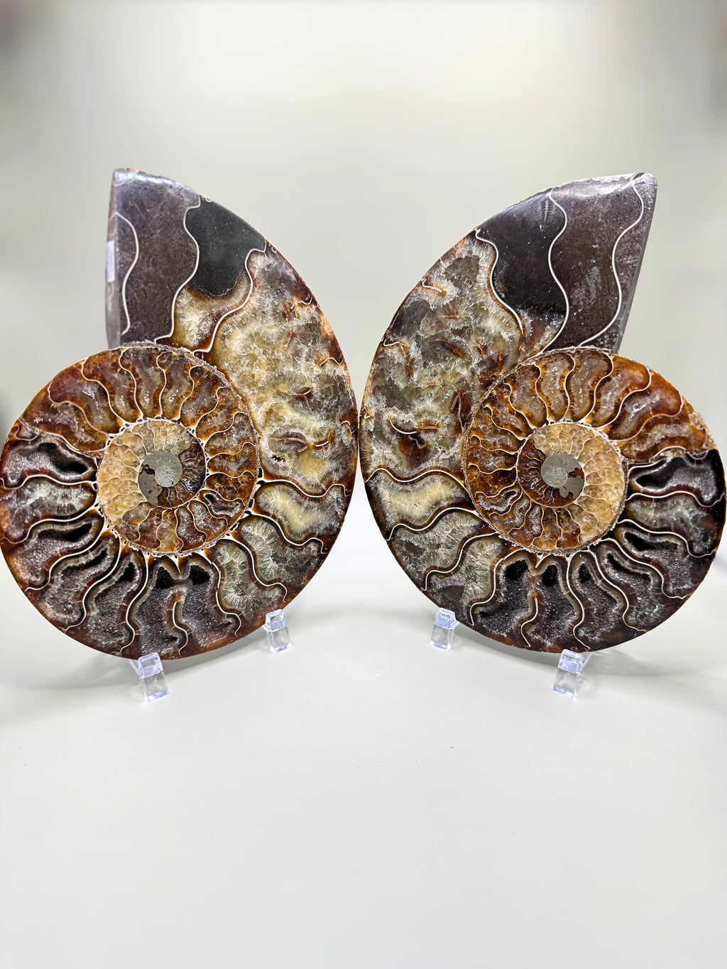 Madagascar Ammonite