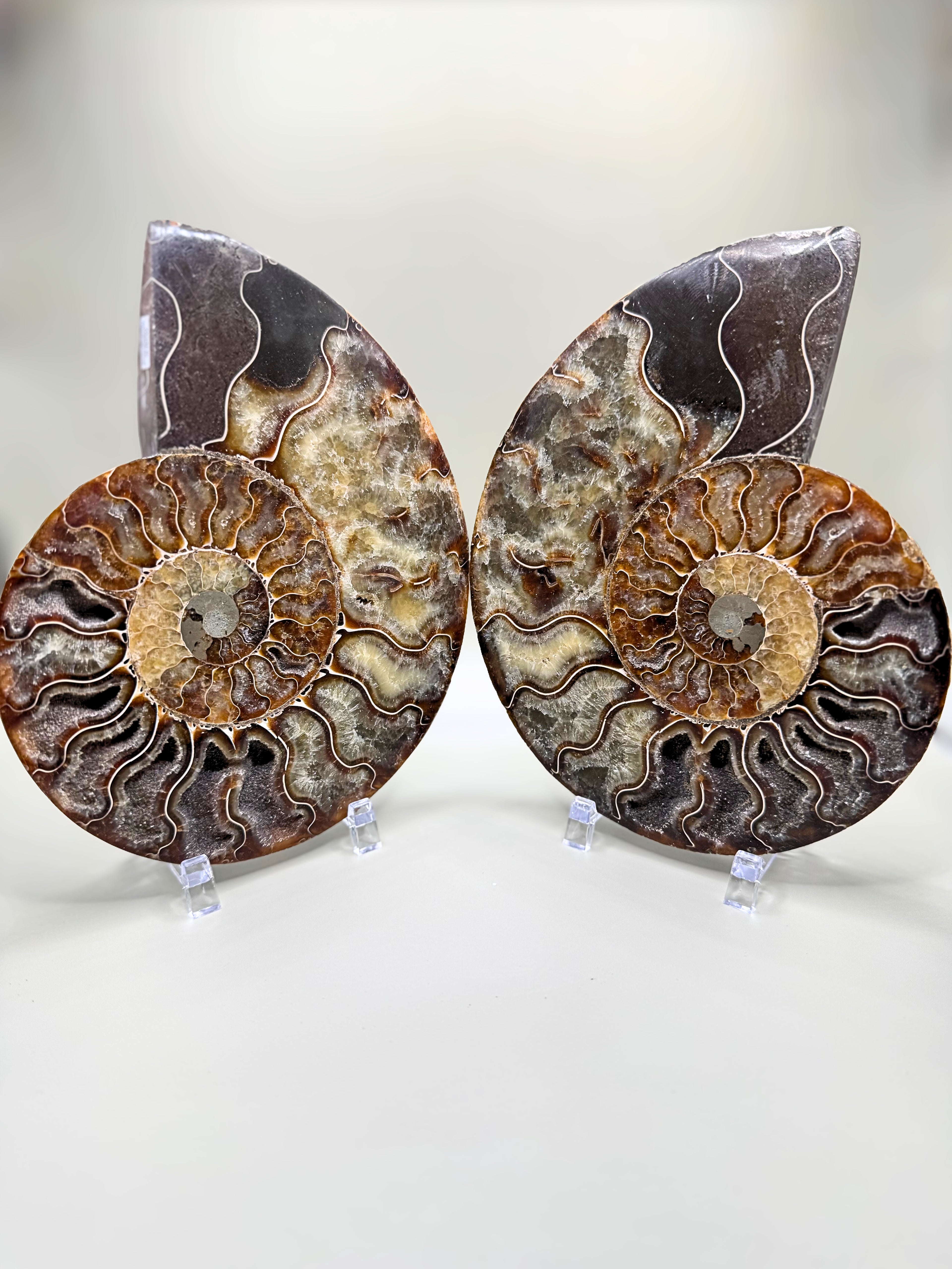 Madagascar Ammonite