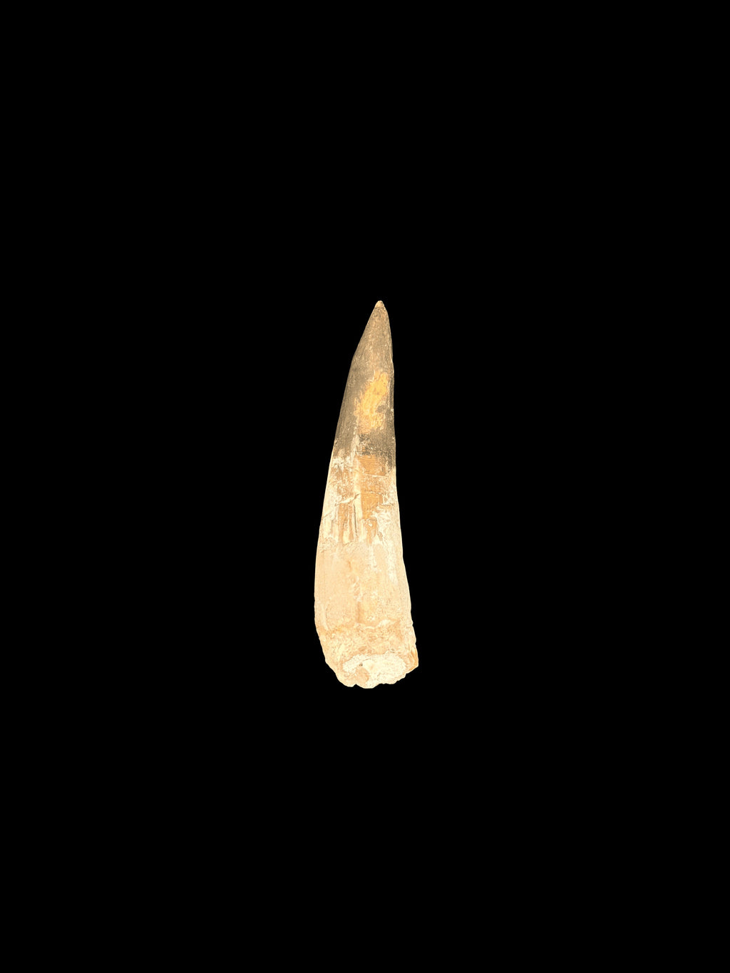3” Spinosaurus Maroccanus
