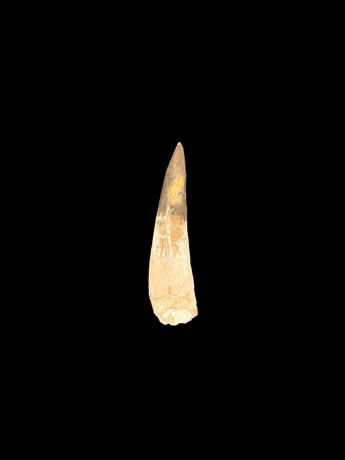 3” Spinosaurus Maroccanus